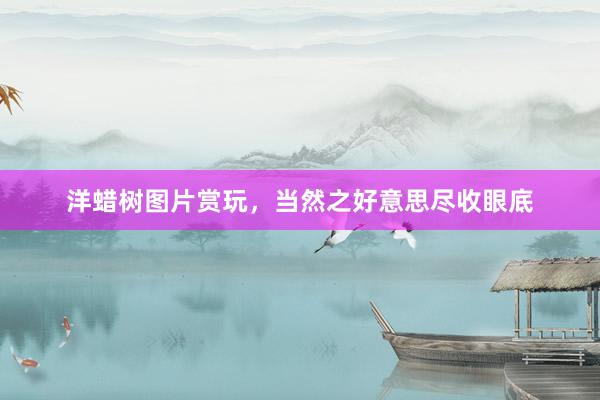 洋蜡树图片赏玩，当然之好意思尽收眼底